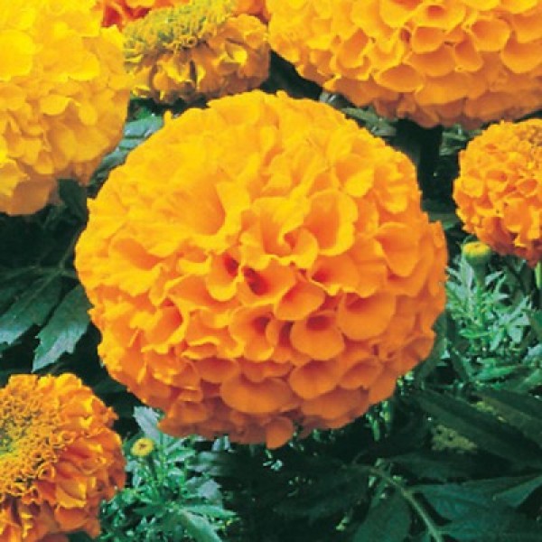 Marigold Yellow